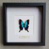 Butterfly in wooden frame (Urania Ripheus)