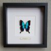 Butterfly in wooden frame (Acherontia Atropos)