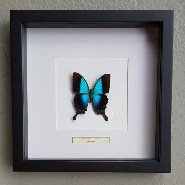 Butterfly in wooden frame (Papilio Periclus Periclus)