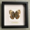 Butterfly in wooden frame (Acherontia Atropos)