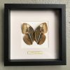 Butterfly in wooden frame (Caligo Martia)