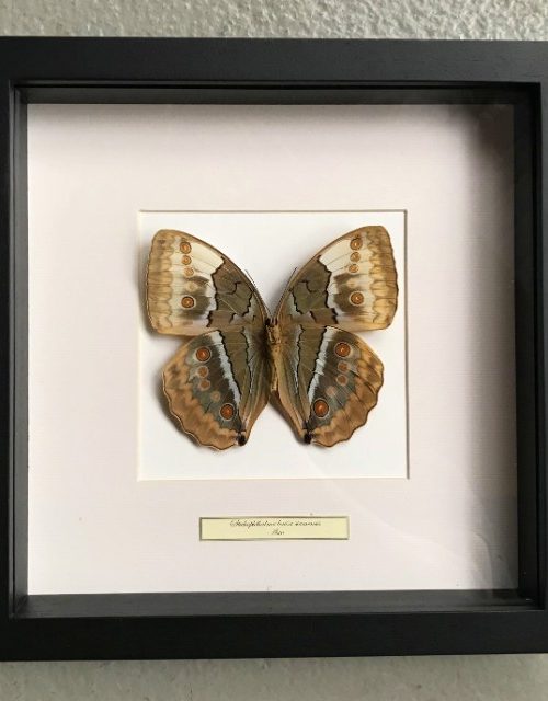 Butterfly in wooden frame (Stichophthalmus Louisa Siamensis)