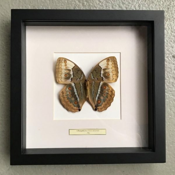 Schmetterling in Holzrahmen (Stichophthalmus Louisa Siamensis)