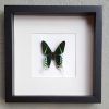 Butterfly in wooden frame (Papilio Maackii)