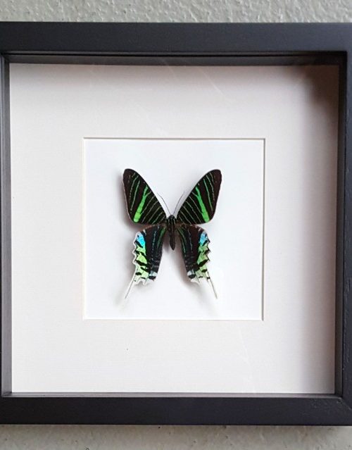 Butterfly in wooden frame (Urania  Leilus)