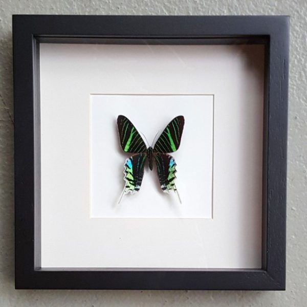 Vlinder in houten frame (Urania Leilus)