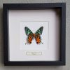 Butterfly in wooden frame (Papilio Periclus Periclus)