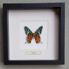 Butterfly in wooden frame (Urania  Leilus)