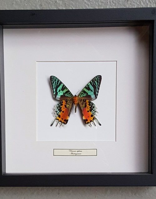 Vlinder in houten frame (Urania Ripheus)