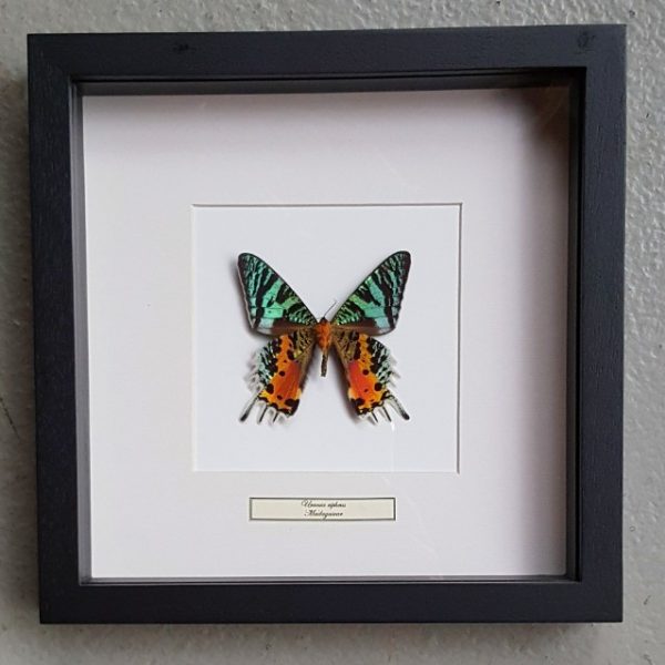 Butterfly in wooden frame (Urania Ripheus)