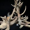 Chandelier made of heavy red deer antlers