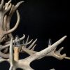 Chandelier made of heavy red deer antlers