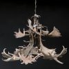 Chandelier of fallow deer antlers