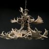 Chandelier of fallow deer antlers