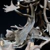 Chandelier of fallow deer antlers