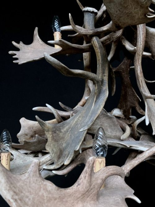 Chandelier of fallow deer antlers