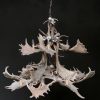 Chandelier of fallow deer antlers