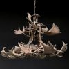 Chandelier of fallow deer antlers