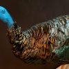 colorful ocellated Turkey