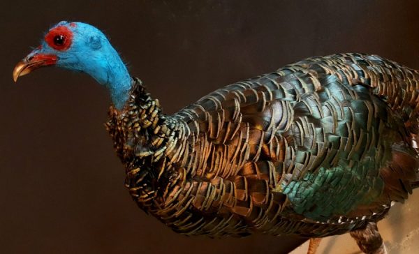 colorful ocellated Turkey