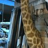 Unique and colossal stuffed head of a giraffe on a pedestal