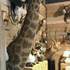 Colossal stuffed head of a giraffe.