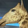 Colossal stuffed head of a giraffe.