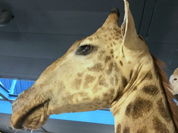 Colossal stuffed head of a giraffe.