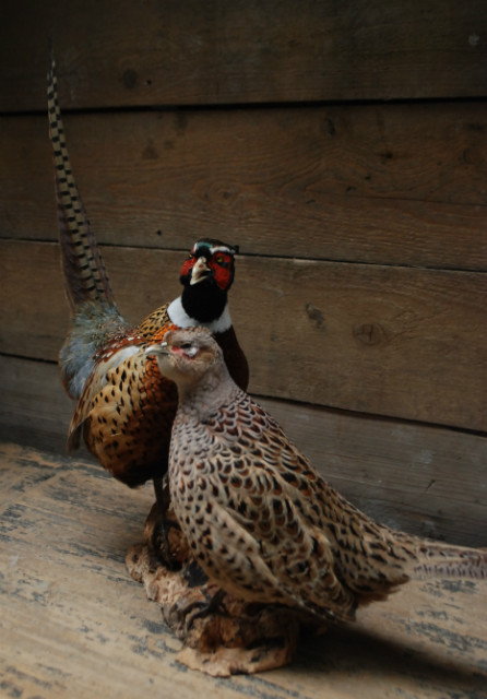 Couple of stuffed pheasants