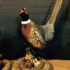 Couple recently stuffed pheasants