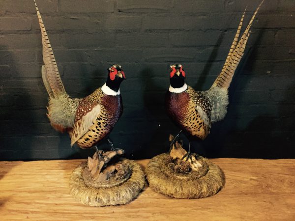 Couple recently stuffed pheasants