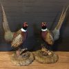 Couple recently stuffed pheasants