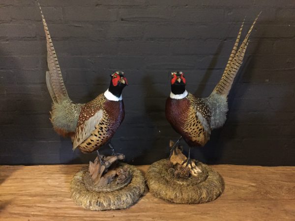 Couple recently stuffed pheasants