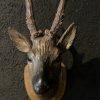 Unique set of 3 antique wooden and plaster deer heads.