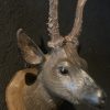 Unique set of 3 antique wooden and plaster deer heads.