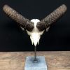 Deco piece, Capital mouflon skull on a stone base.