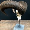 Deco piece, Capital mouflon skull on a stone base.