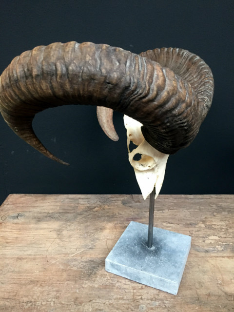 Deco piece, Capital mouflon skull on a stone base.