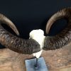 Deco piece, Capital mouflon skull on a stone base.