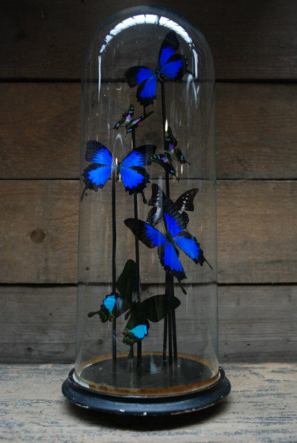 Decorative antique dome with butterflies