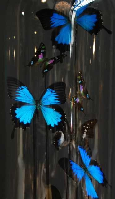 Decorative antique dome with butterflies