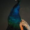Ausgestopfter Blaue pfau