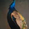 Ausgestopfter Blaue pfau
