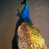 Ausgestopfter Blaue pfau