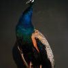 Ausgestopfter Blaue pfau