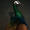 Elegant stuffed peacock (crossbread blue with green peacock).