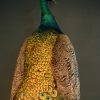 Elegant stuffed peacock (crossbread blue with green peacock).