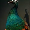 Elegant stuffed peacock (crossbread blue with green peacock).