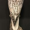 Besonders feine taxidermy gyrfalcon.