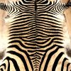 Excellent quality zebra skin